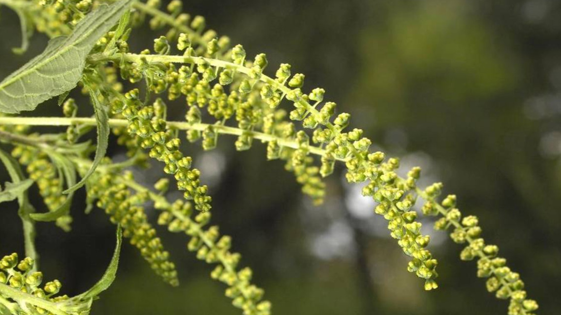 DFW Allergy Report Ragweed Season Is Upon Us Wfaa