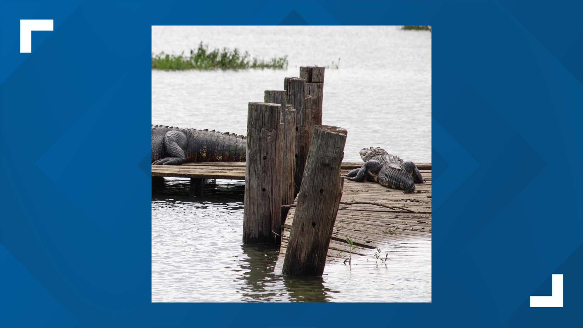 Alligators Spotted At Lake Worth Over Memorial Day Weekend Wfaa