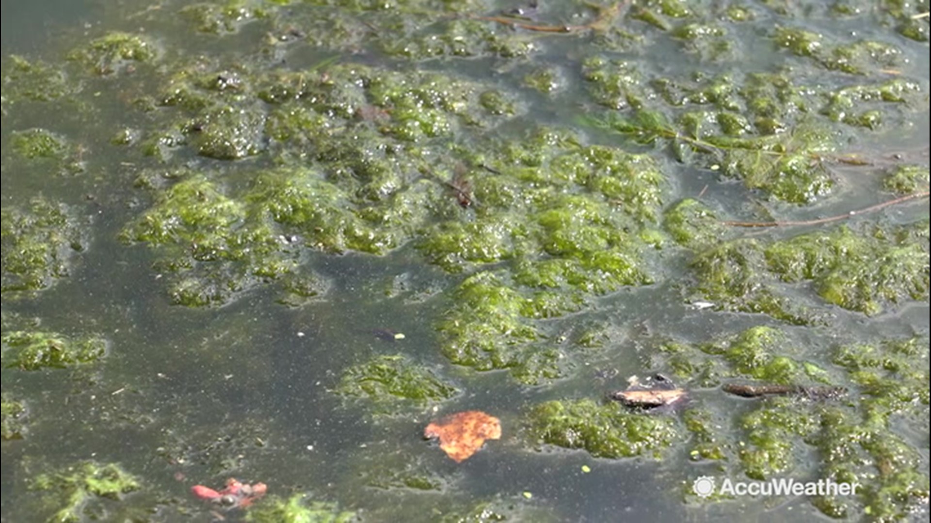 Toxic algae blooming around Garden State