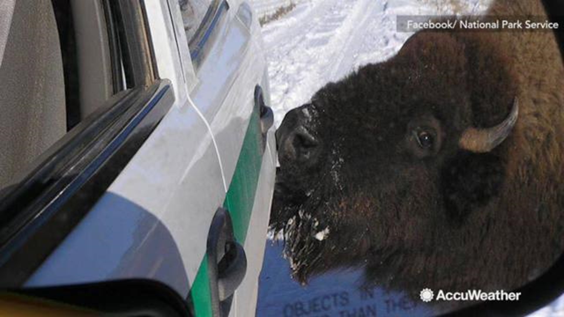 The National Park Service posted a reminder on Facebook to watch out for animals that may lick your vehicles. Some animals are drawn to salt and may approach your vehicle. If this happens, the Park Service says to remain calm and to not engage with the a