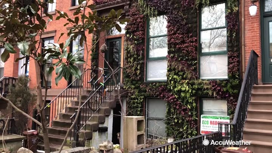 A living wall grows in Brooklyn  wfaa.com