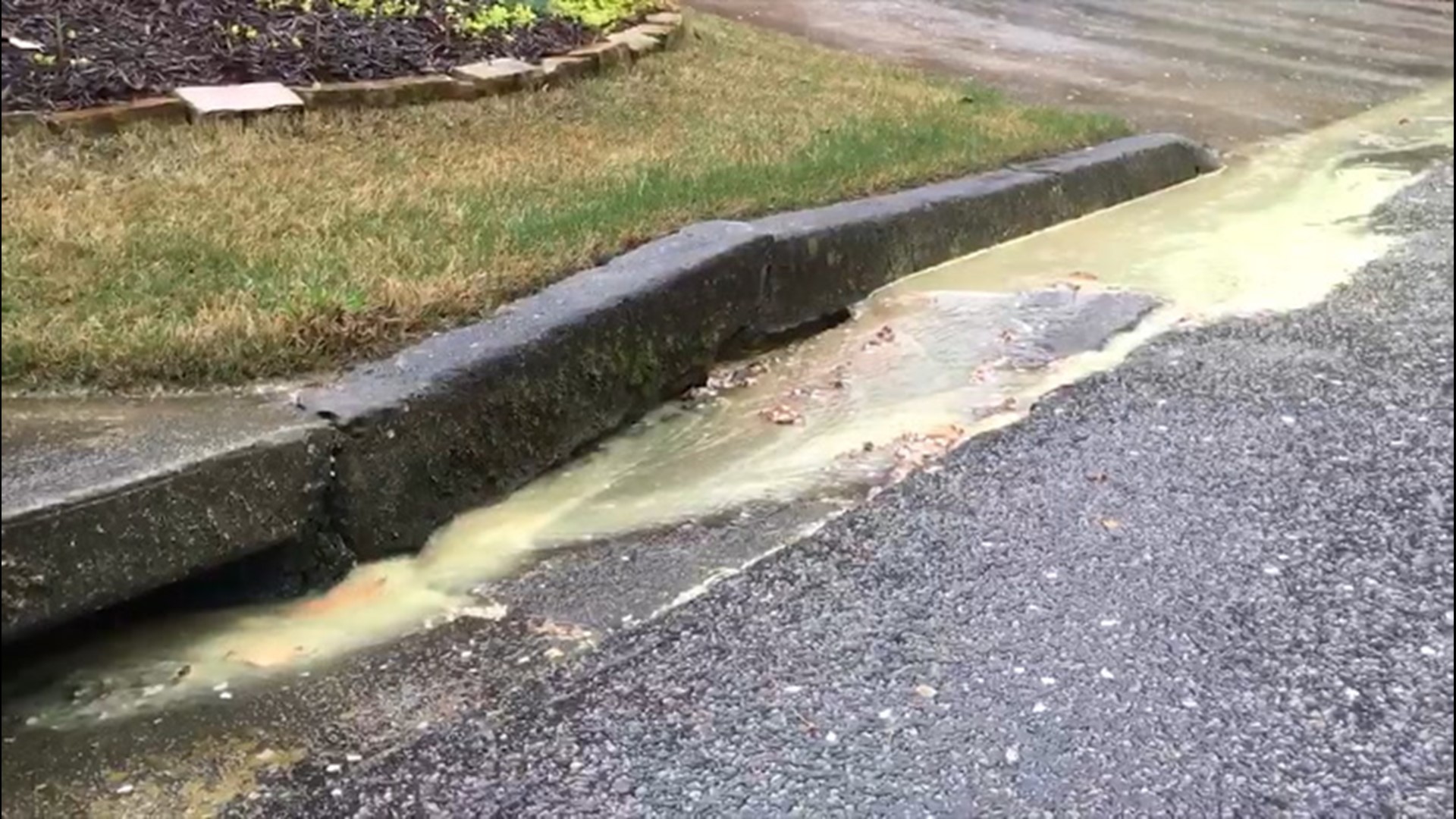 Water runs yellow with pollen after heavy rain in