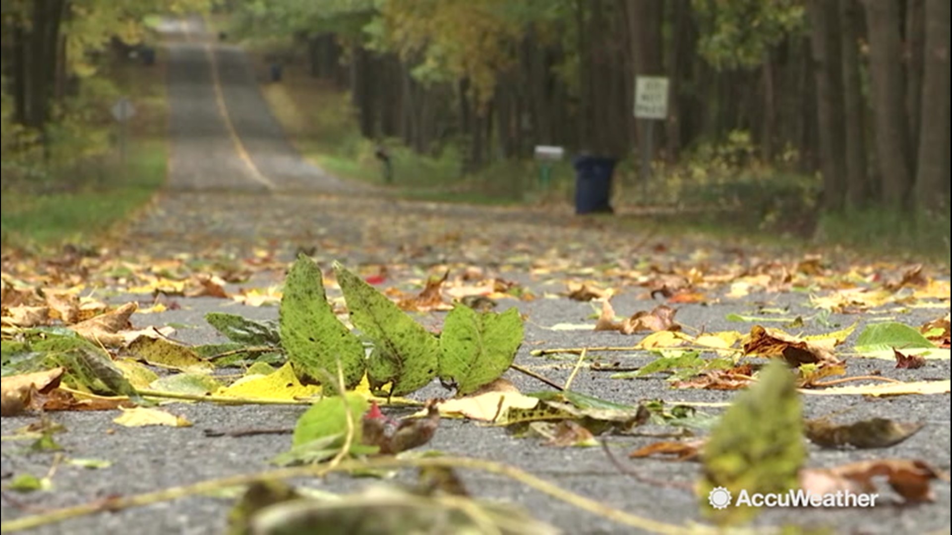 Rainy, fall-like weather hit Kalamazoo, Michigan, on Oct. 21, increasing winds that are tearing leaves off trees in droves.