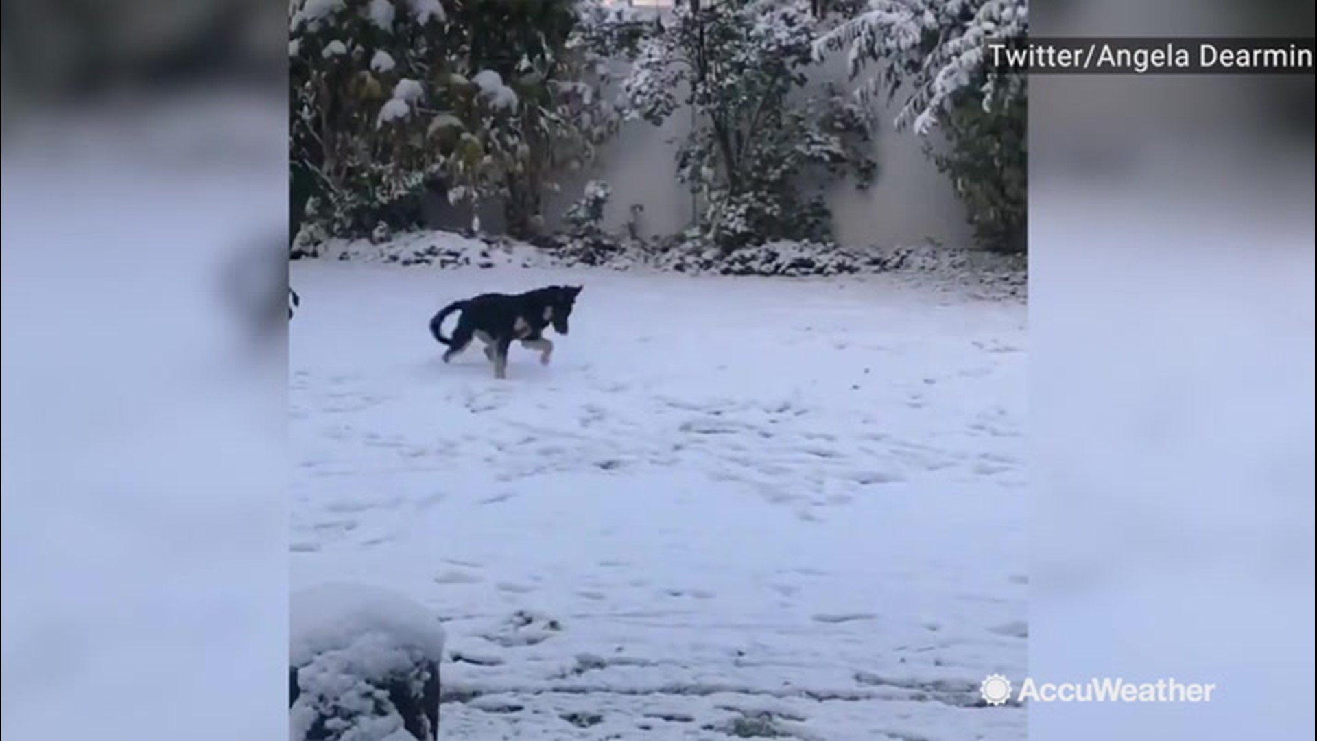 On Oct. 9, another blast of snow hit Coeur D'Alene, Idaho, giving the whole town of covering of white powder that left one dog very excited.