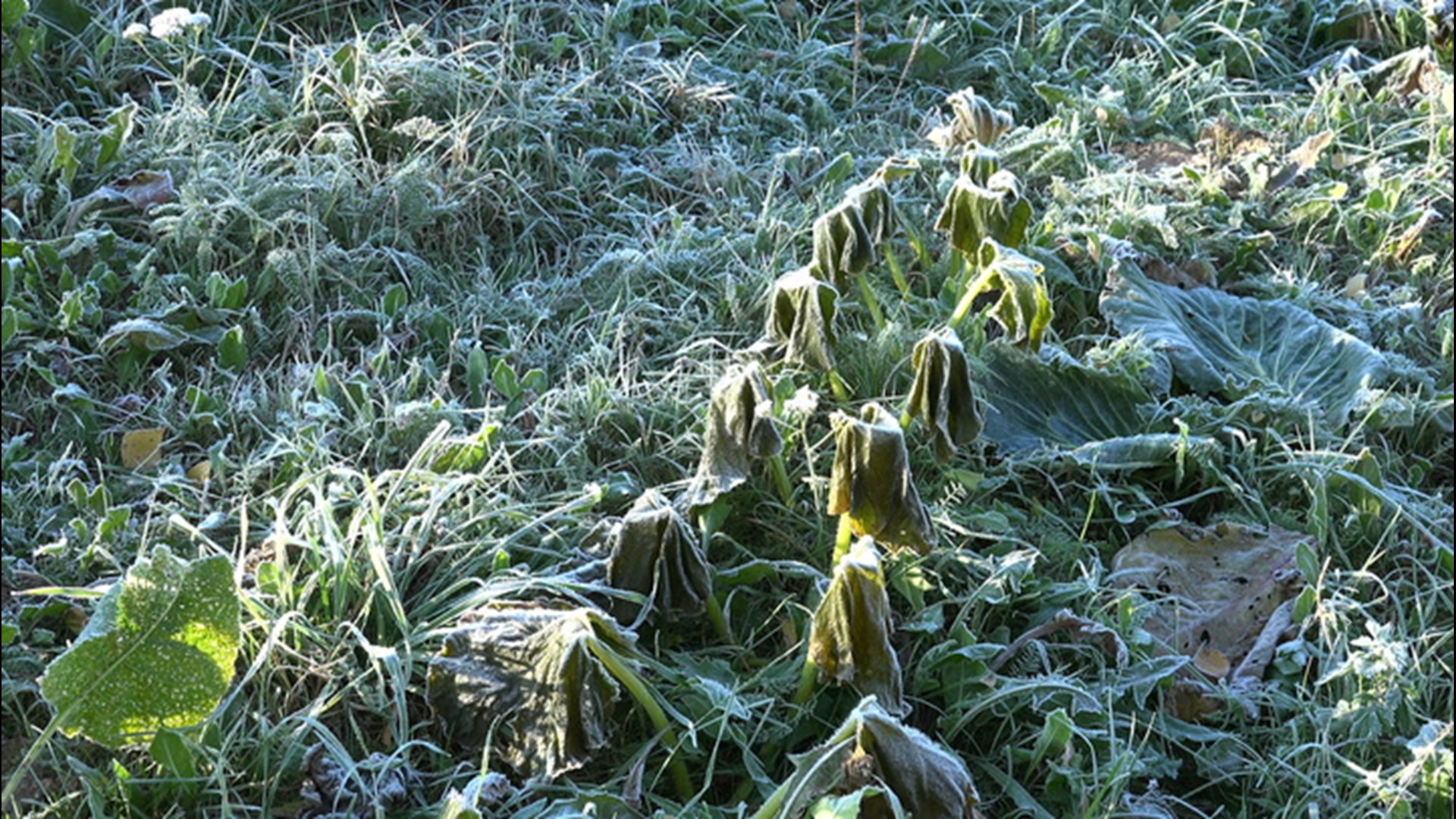 How to keep frost from killing your garden