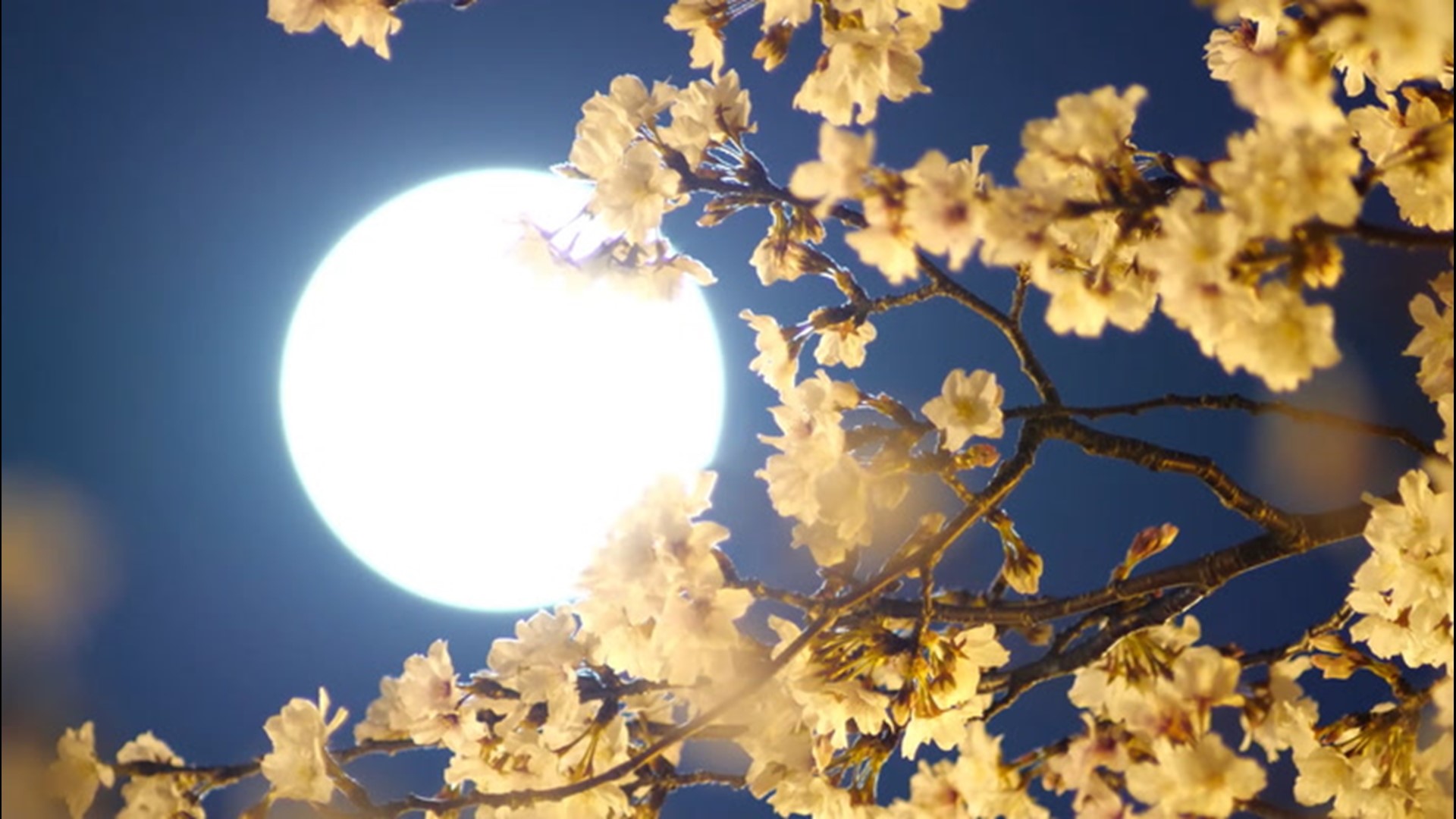 The final supermoon of four straight will rise in the early morning of May 7. Be sure to wake up bright and early for this event.