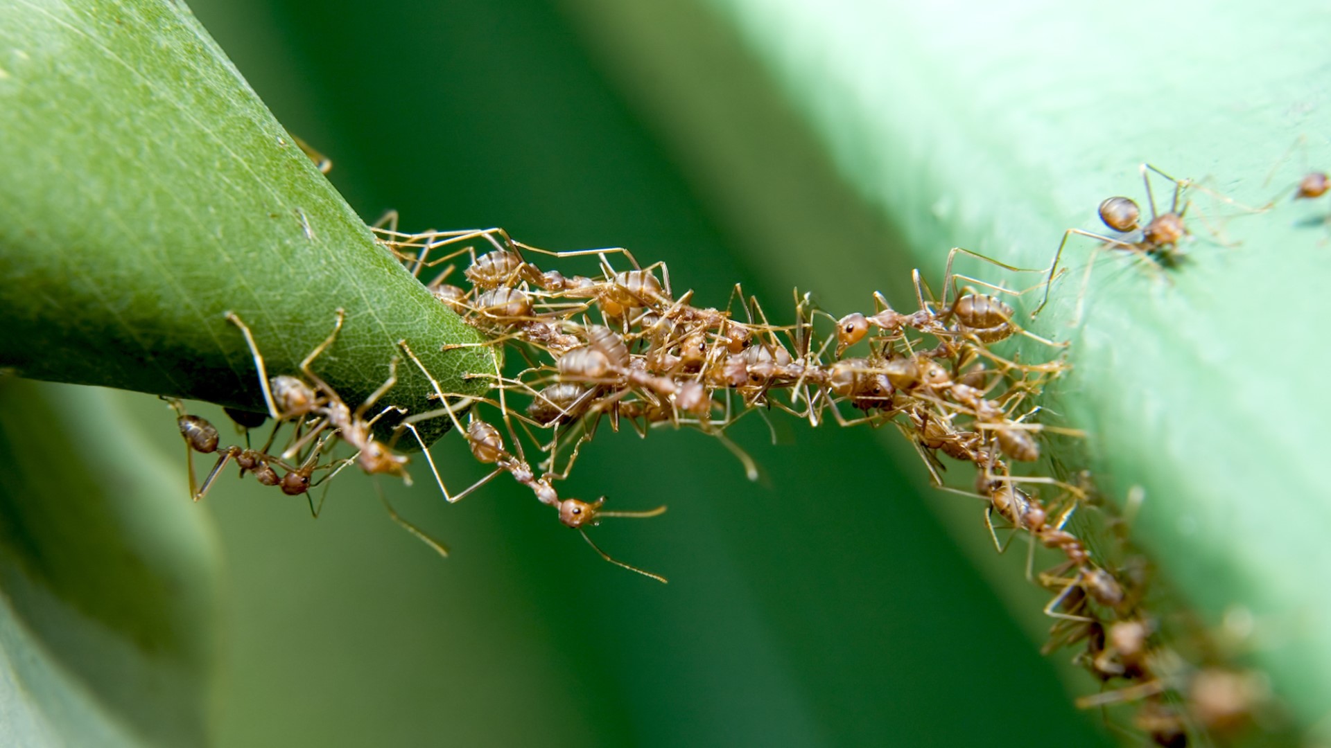 Муравейник в штанах. Биомимикрия насекомые. Биомимикрия фото. Ant worker. Ant Colony.