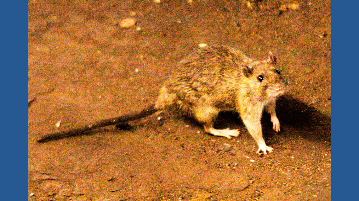 A suspected hantavirus outbreak on a cruise ship in the Atlantic Ocean kills 3 people, WHO says