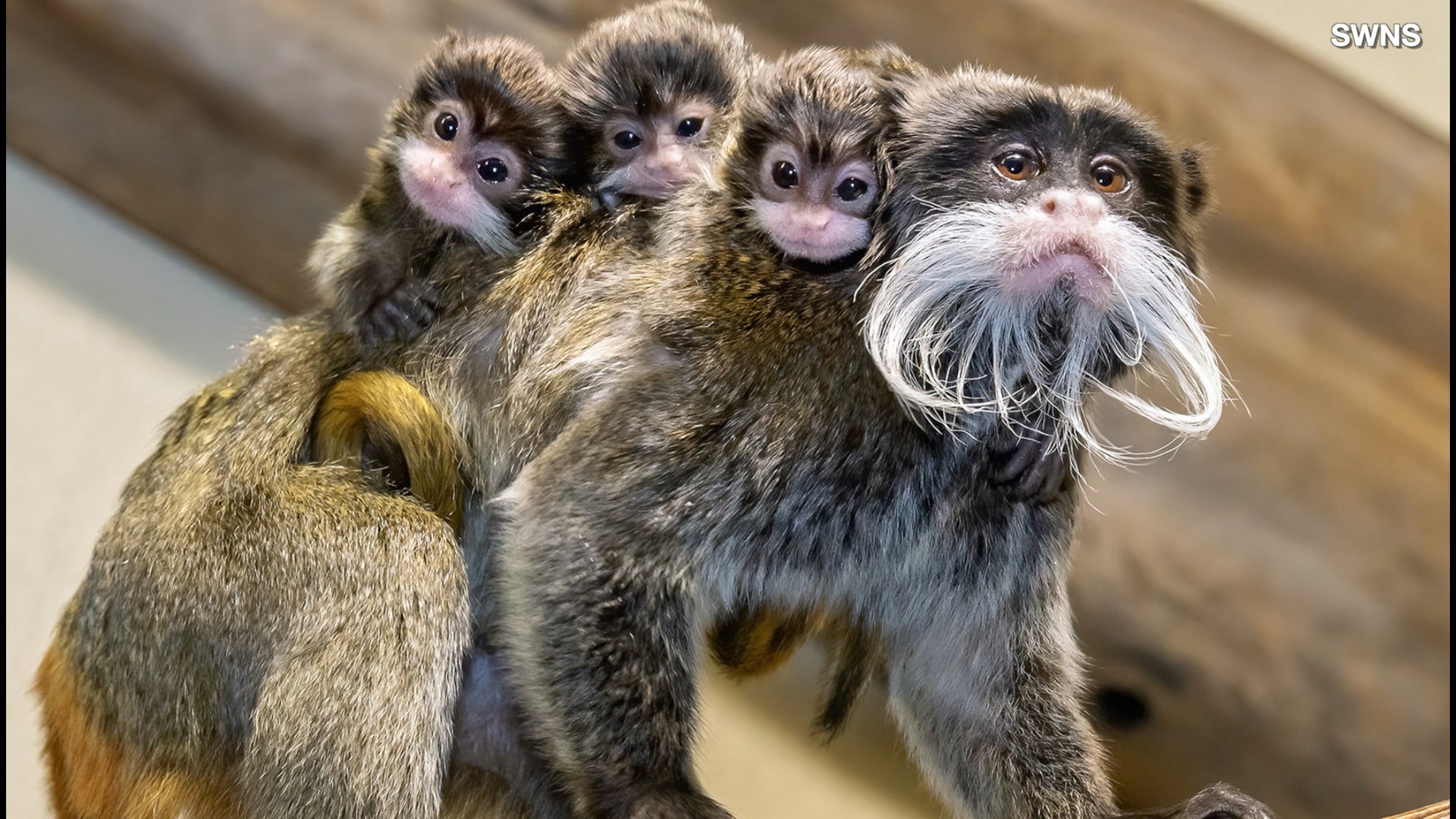 Triplet Baby Monkeys Are Born In The World S Oldest Zoo Wfaa Com