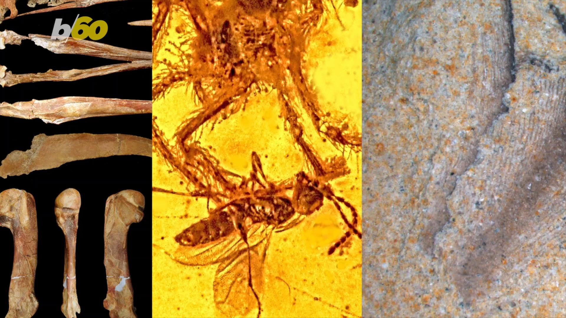Ancient fossils show us wild worlds we'll never experience, and here are the all-time craziest discoveries.
