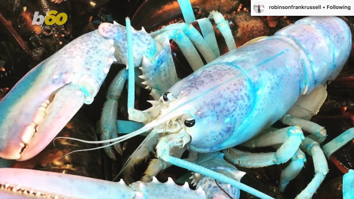 Discovered extremely rare "albino" lobster in the US. ll Puppy Blog