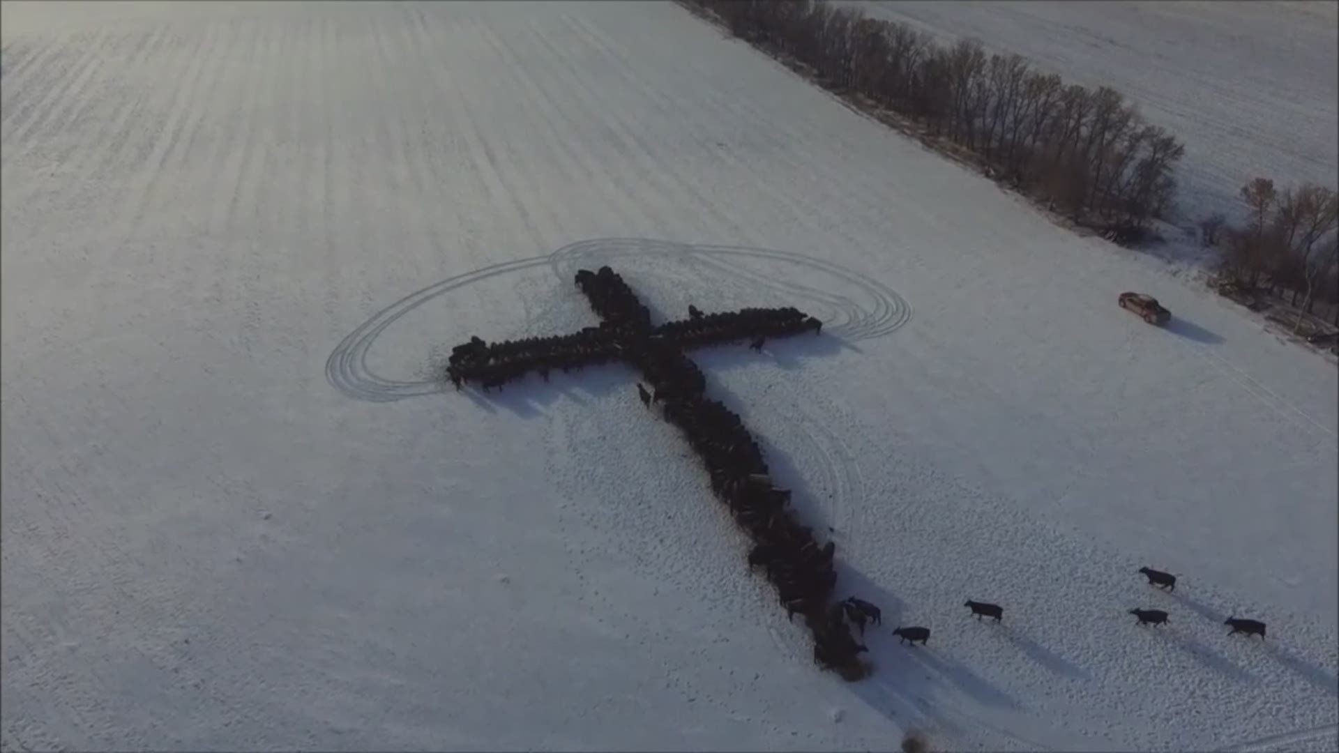 Laura Duchsherer and her family worked to corral some cattle into the shape of a cross on Christmas Day at their North Dakota farm. (Credit: Laura Duchsherer)
