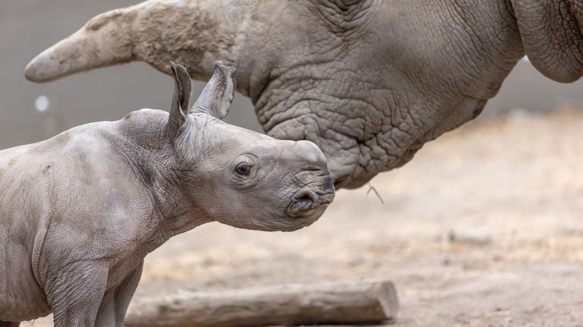 California conservation names white rhino calf after rock legend