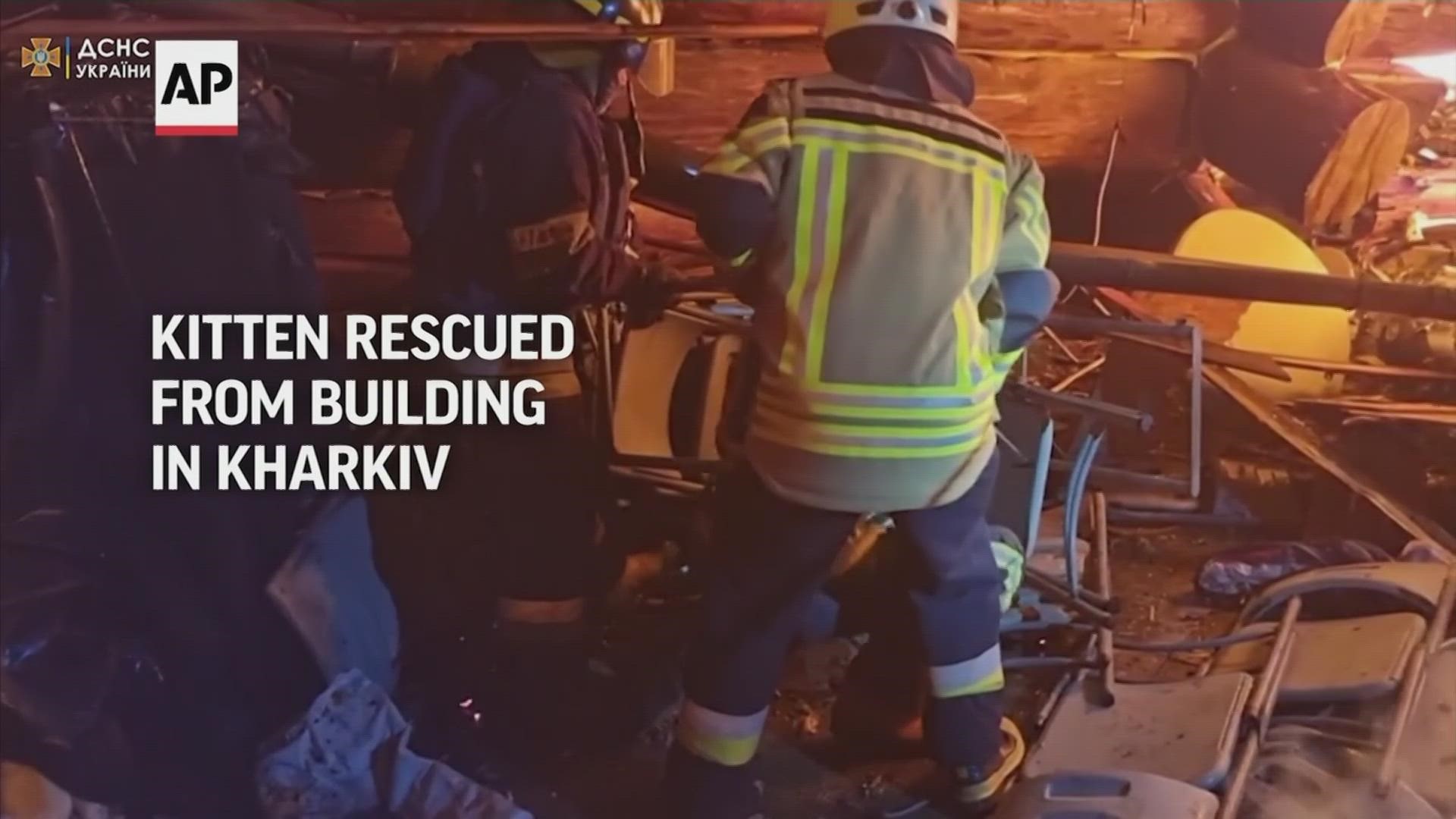 Video showed the firefighters petting and cuddling the feline as they carried it to safety. One used water from a firetruck to wipe down the kitten in his arms.