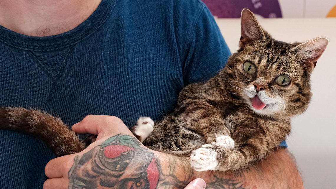 Lil Bub, famous internet cat, has died 