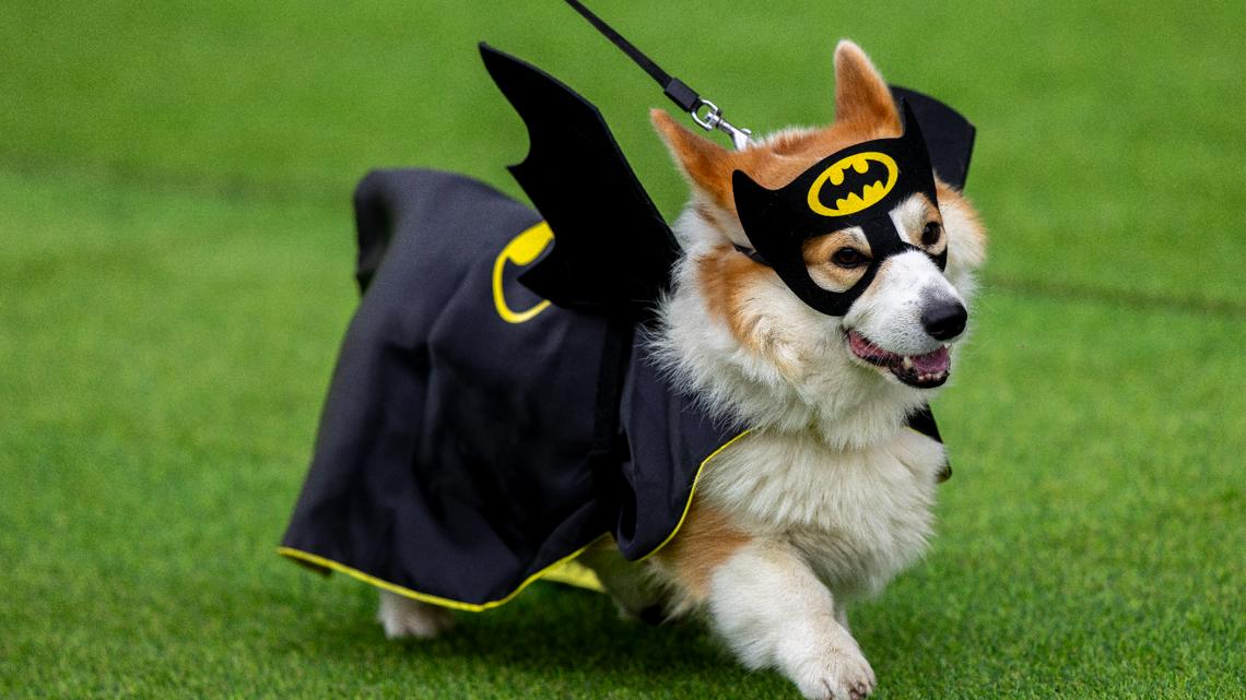 Little legs, big dreams: More than 100 teams compete in Lithuania’s international Corgi race