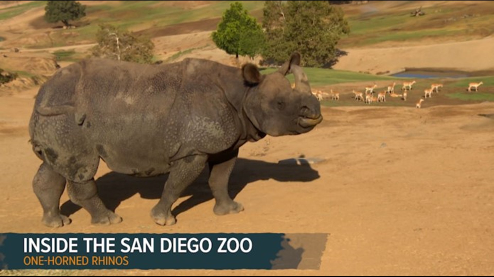 inside-the-san-diego-zoo-safari-park-wonderful-wild-world-wfaa