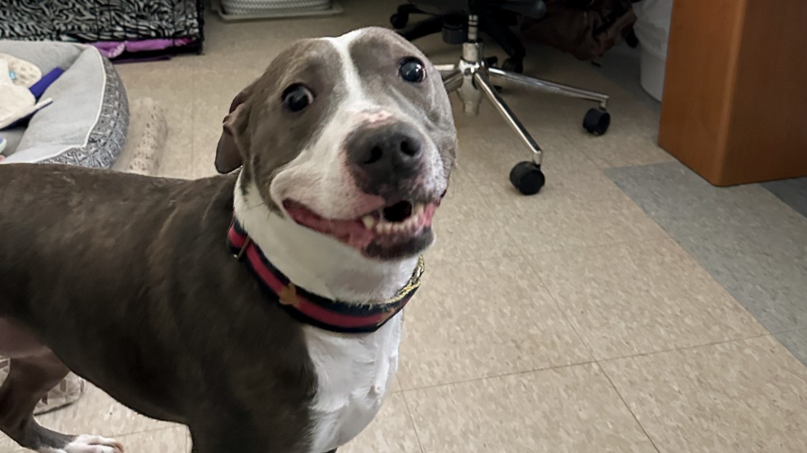 Animal shelters full during holiday season - Vimarsana News