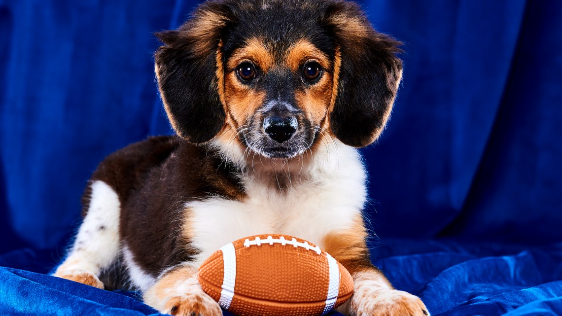 Puppy Pick'Em is happening today at CHS with 979 ESPN radio and  iHeartRadio! These furry athletes will pick the Super Bowl winner in a bit!