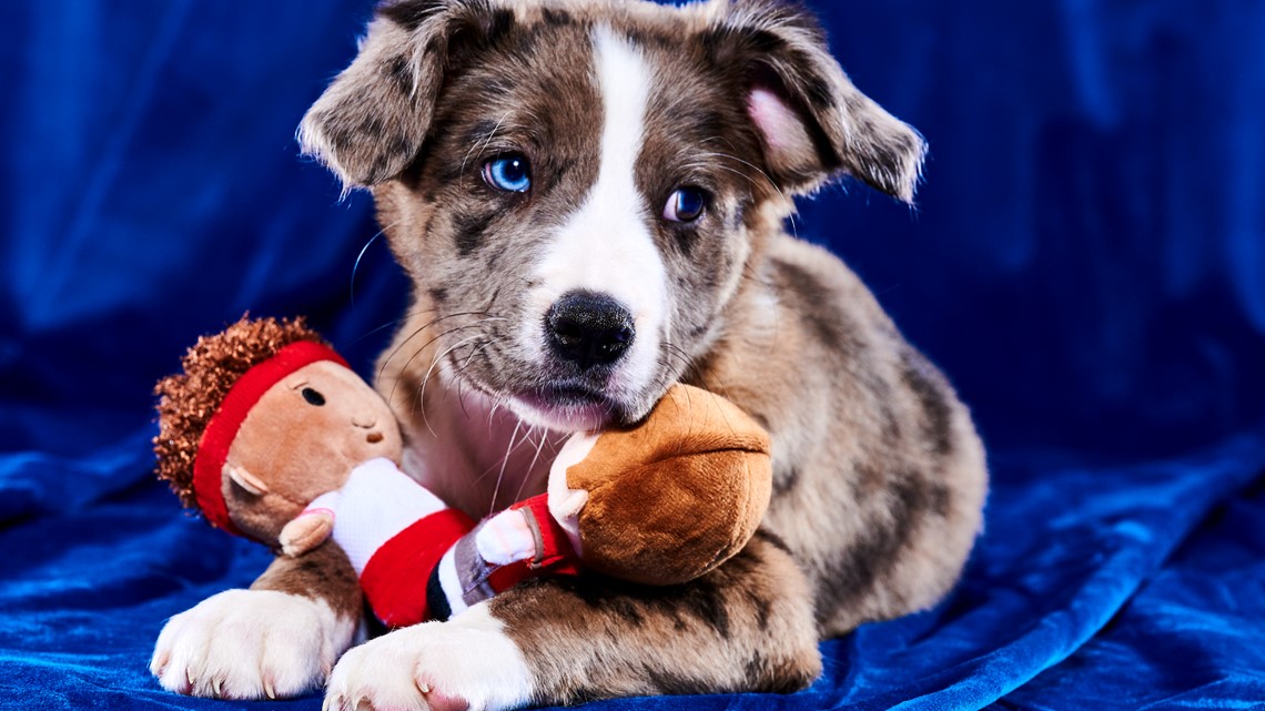 Do it: Vote for Josh Allenhound in the Puppy Bowl