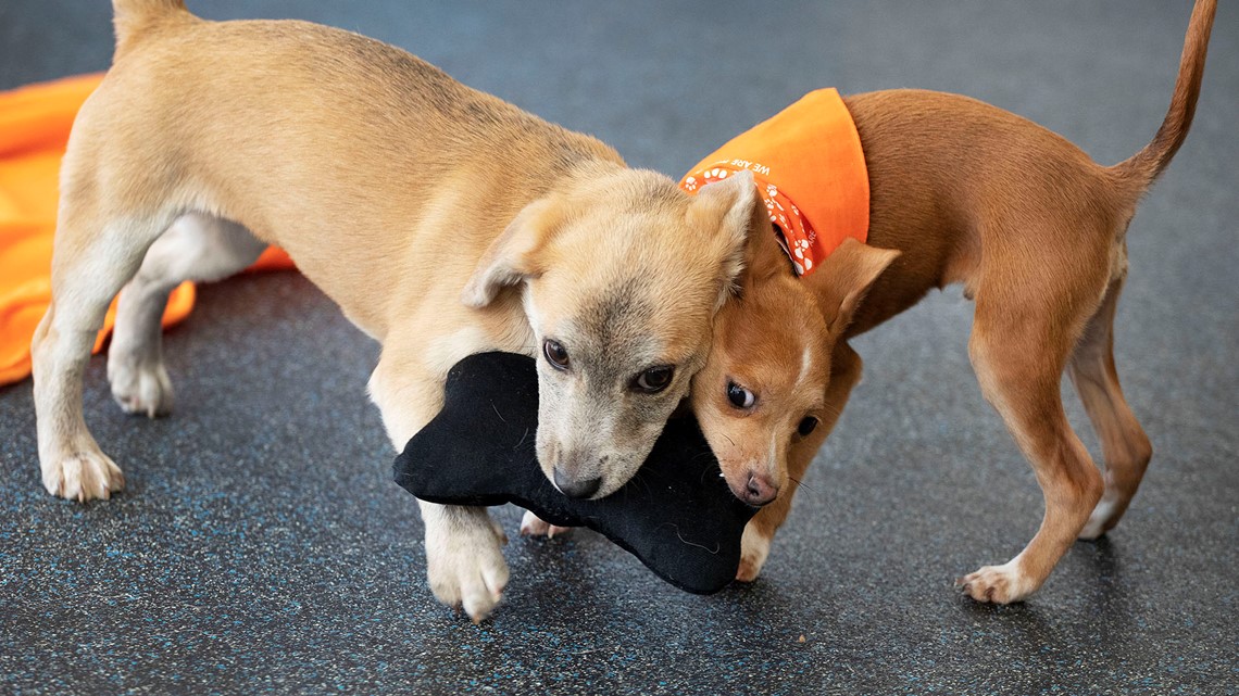 Puppy Named Apple Sets Aspca Relocation Milestone Wfaa Com