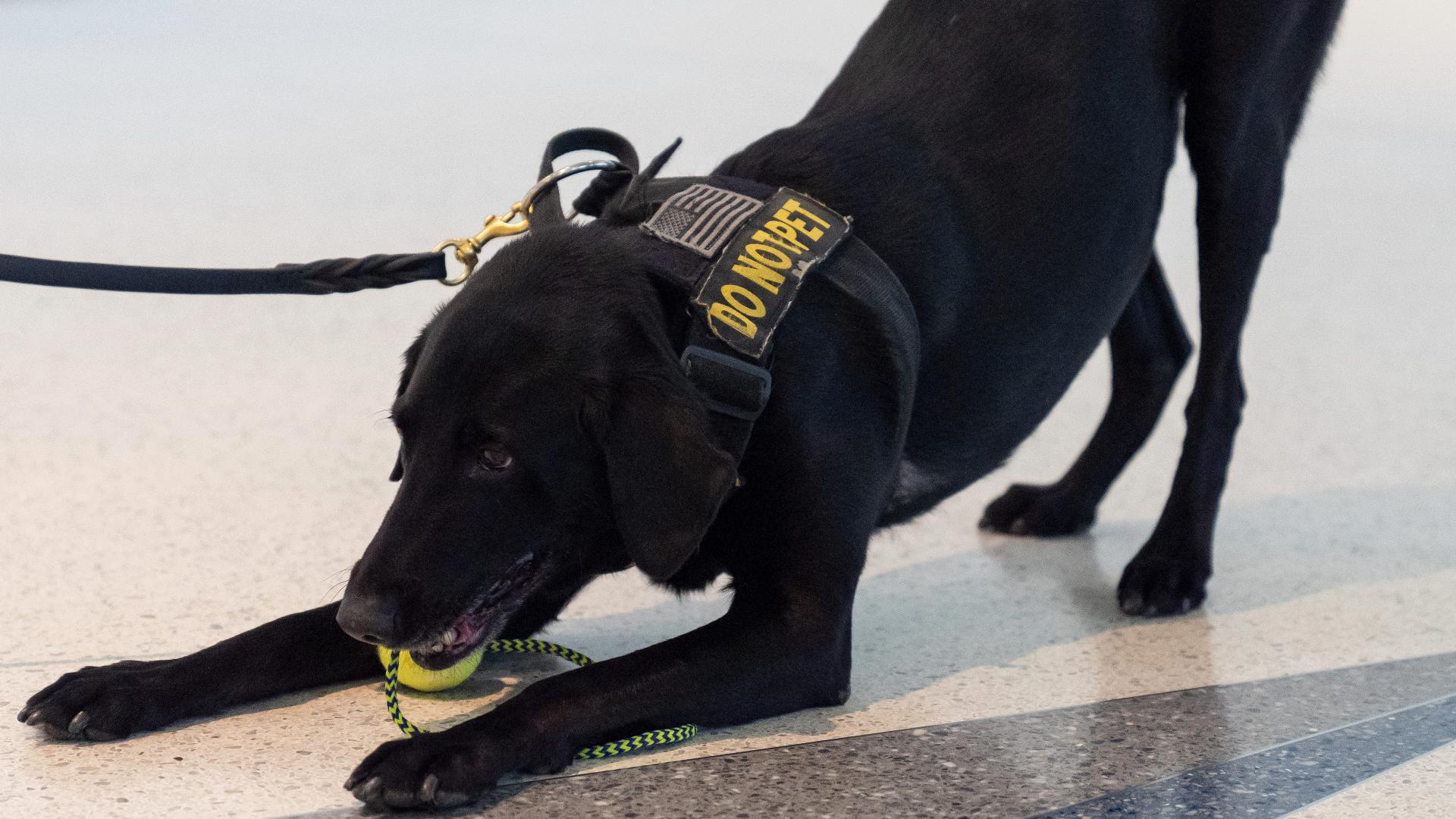 TSA canine calendar 2025 Argo the dog gears up for busy holiday season