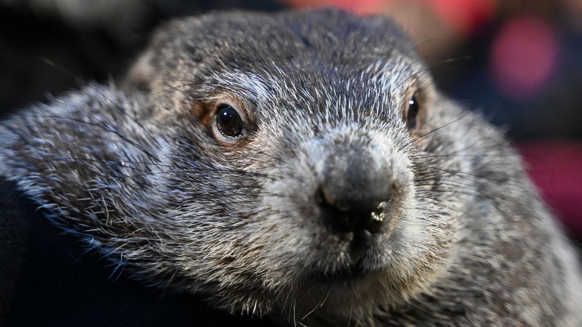 According to folklore, we can expect an early spring if Punxsutawney Phil does not see his shadow on Groundhog Day.