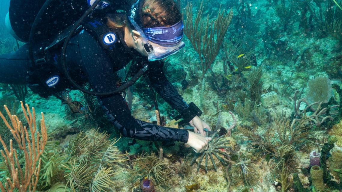 Scientists transplant crossbred corals to help save Miami’s reefs from climate change
