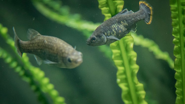 Once extinct in nature, Mexican fish returns to wild