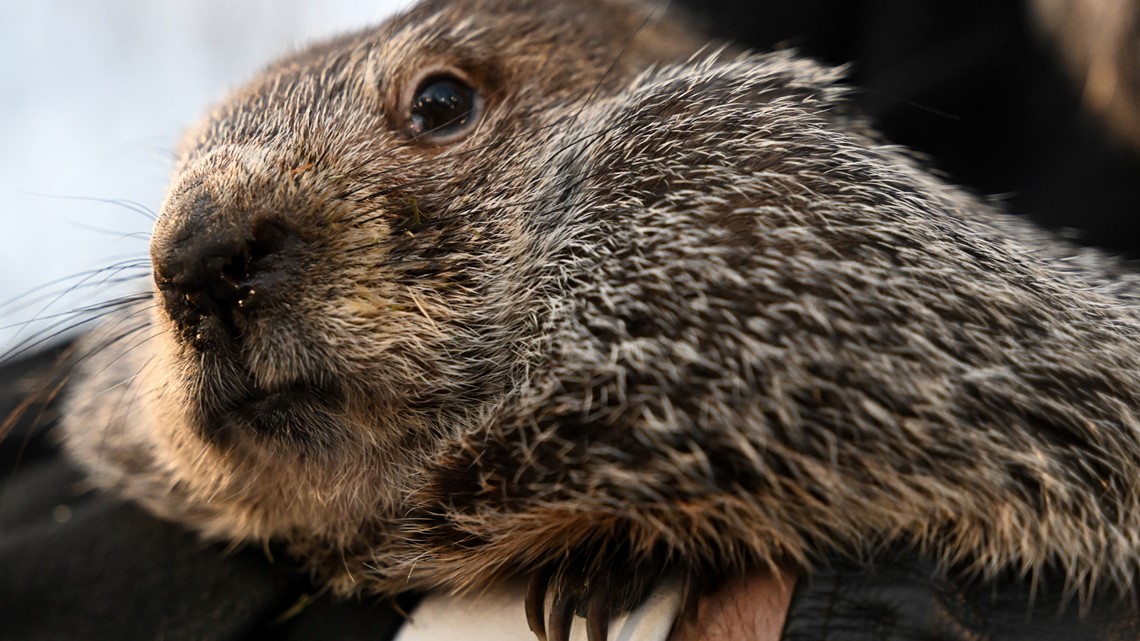 When is groundhog day? | wfaa.com - Vimarsana News