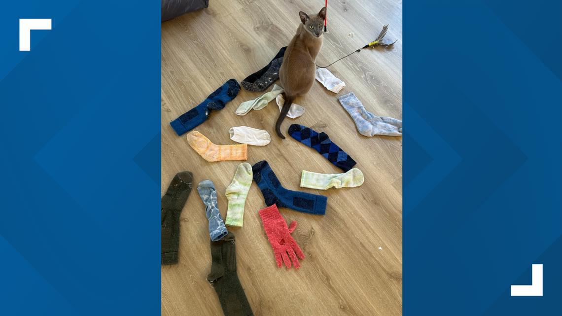 A cat named Leonardo da Pinchy doesn’t want your affection. He wants to steal your underwear