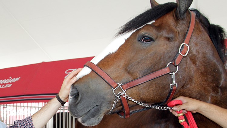 Budweiser's Clydesdales are back in Super Bowl teaser