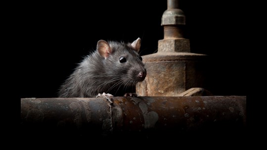 Rats can't resist the wiring in newer cars: Here's why | wfaa.com