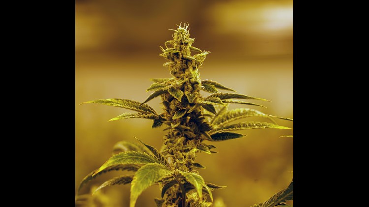 marijuana and xxx pic Marijuana and xxx pic