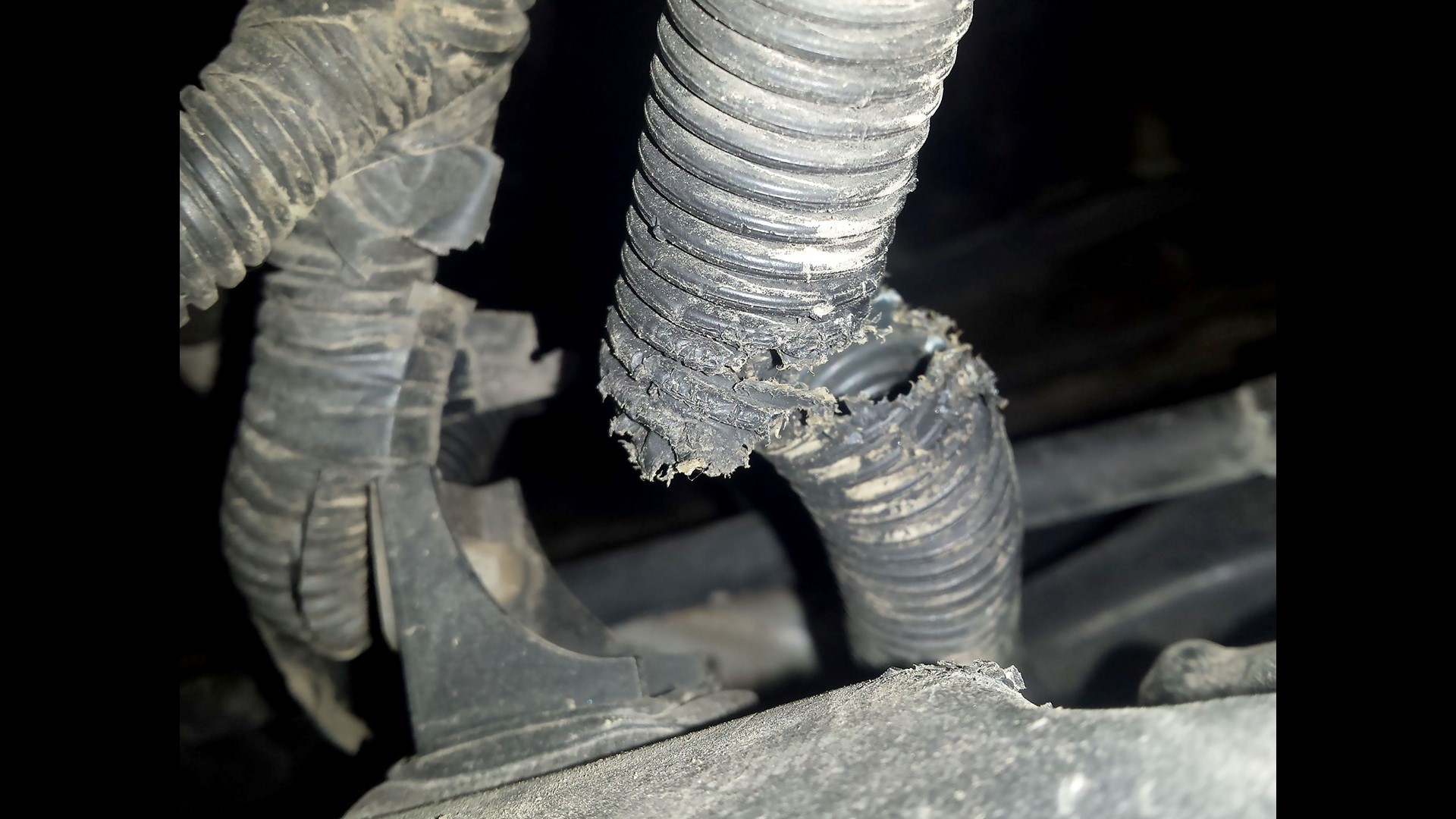 Rats can't resist the wiring in newer cars: Here's why | wfaa.com