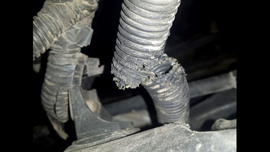 Rats can't resist the wiring in newer cars: Here's why | wfaa.com