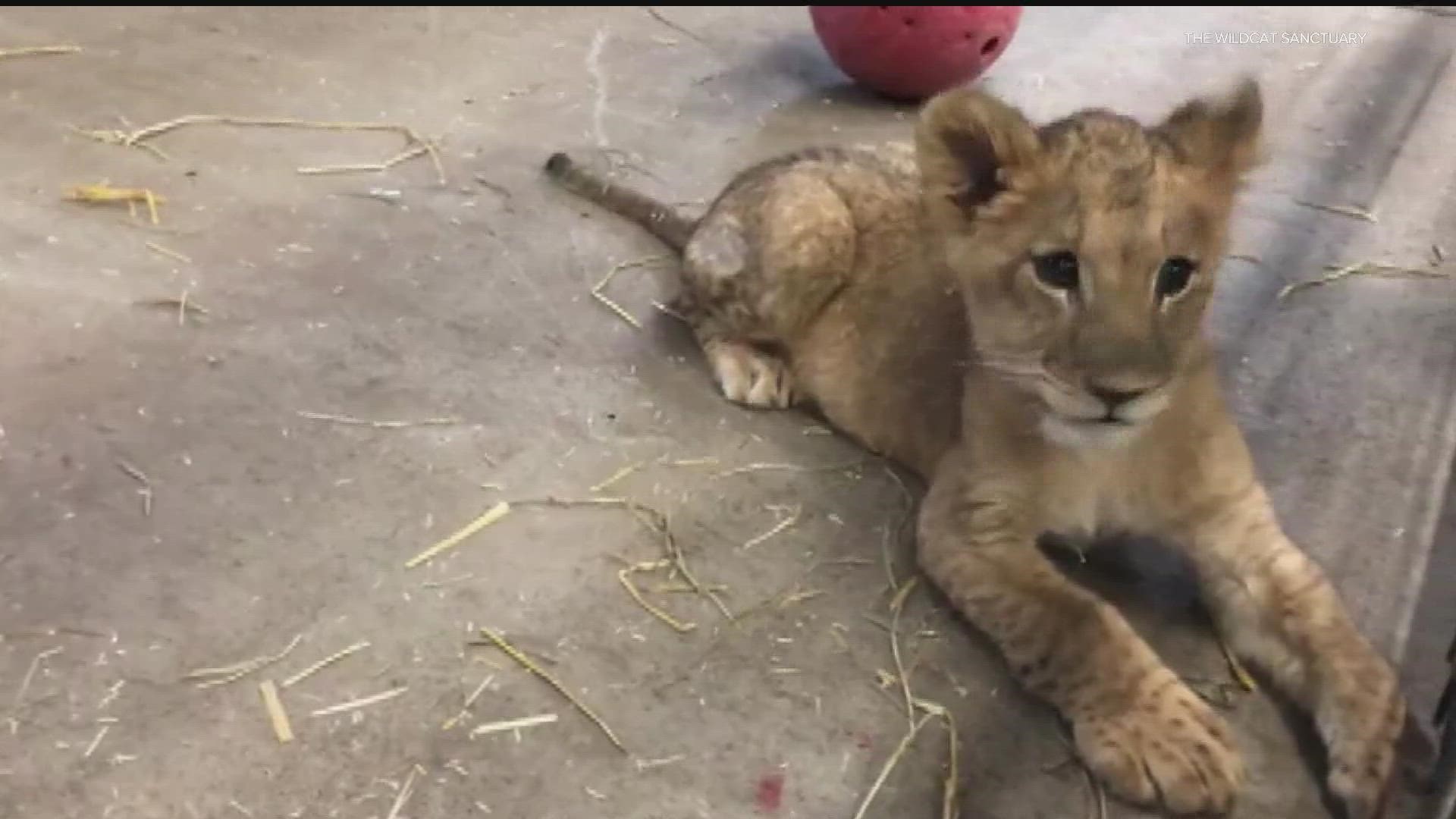 A male cub and three females spent the last three weeks at the Poznan Zoo in Poland before arriving in Minneapolis on Tuesday, Nov. 29.