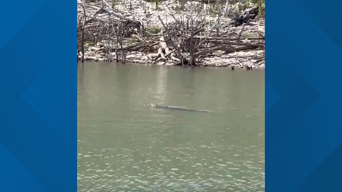 Alligator sen swimming through Stillhouse Hollow Lake