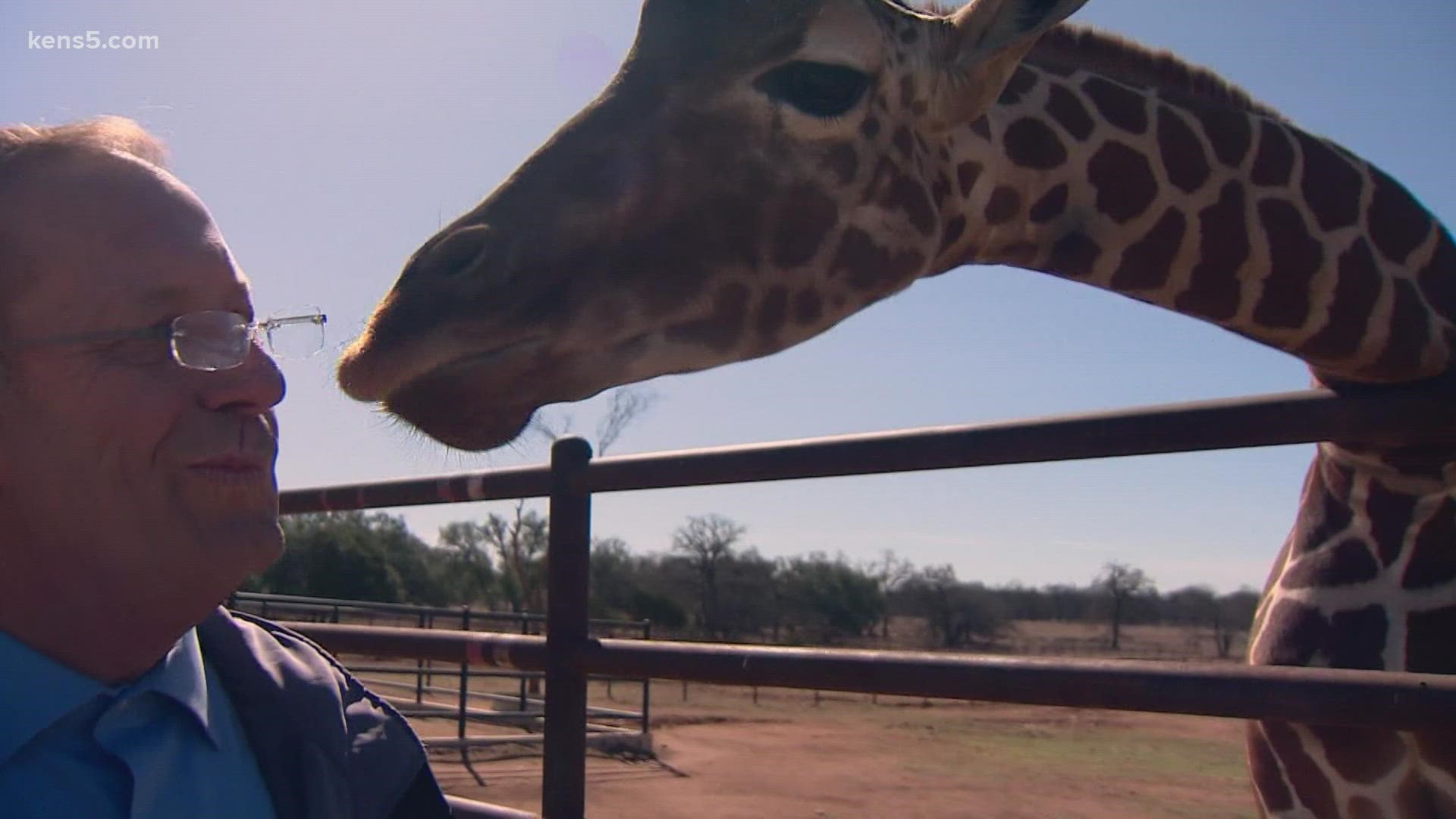 Texas Outdoors has its funny moments too! We visited the only place in the United States where you can sleep near giraffes.