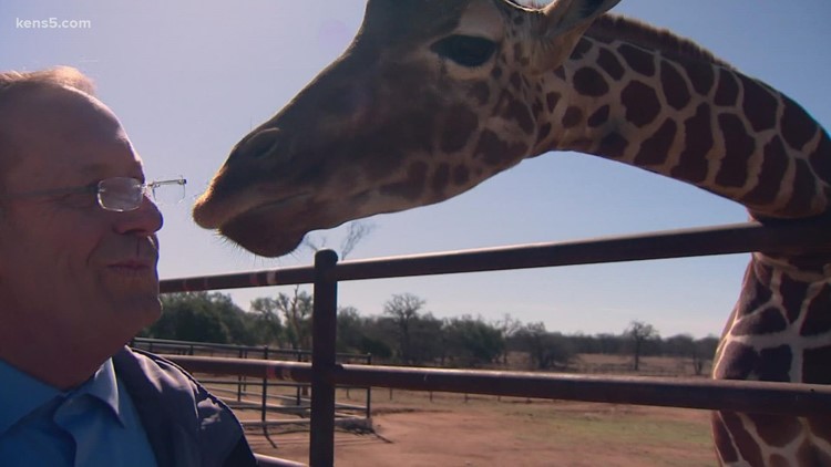 Ever wanted to sleep near giraffes? This Hill Country suite lets you do that! | Texas Outdoors