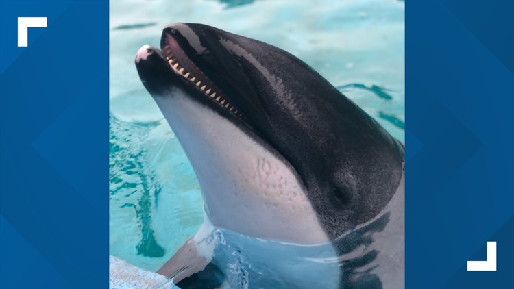 SeaWorld staff mourns loss of 'extraordinary' 44-year-old dolphin, Betty