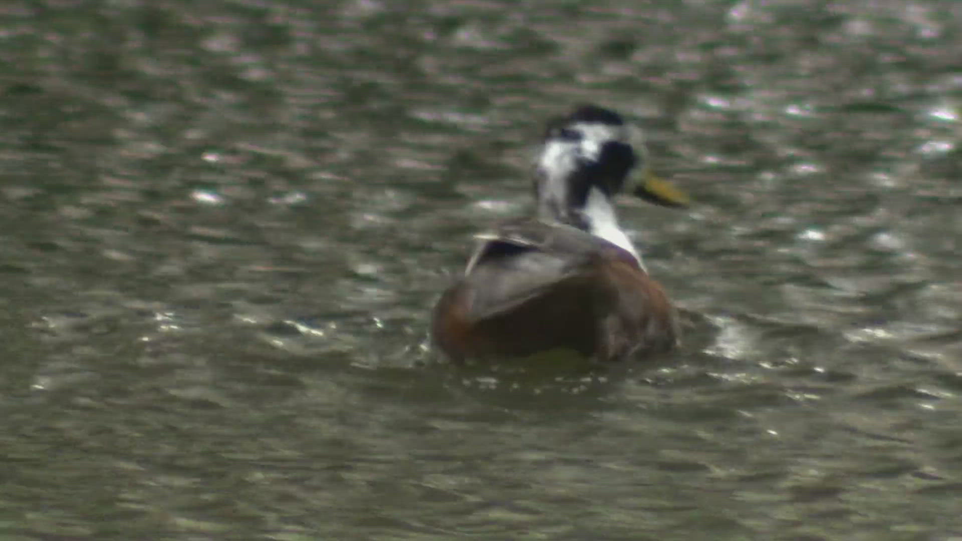 "This duck had its neck wrung and was slammed on the concrete and stomped on…a horrific death," says SA Park Police President.