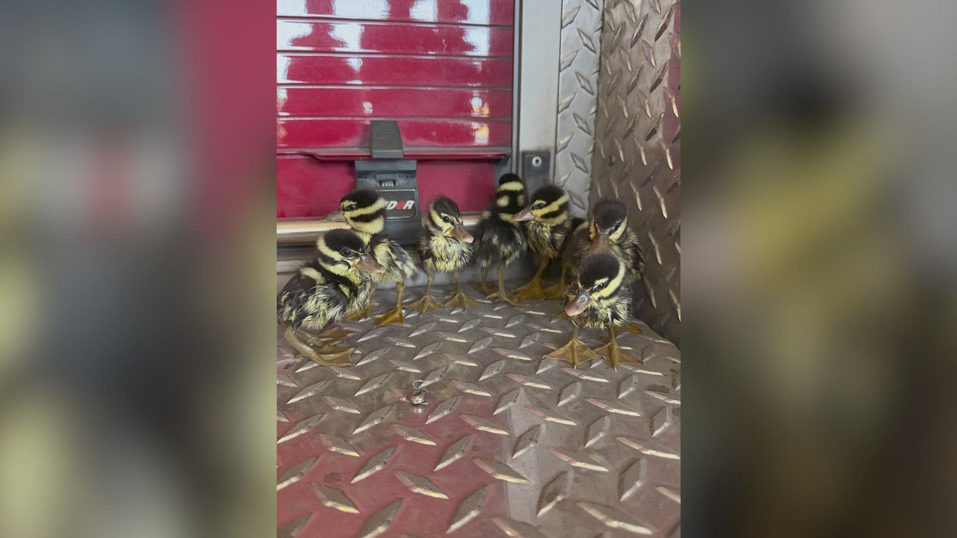 Fire officials say the ducklings' mom walked over a storm grate and left them behind.