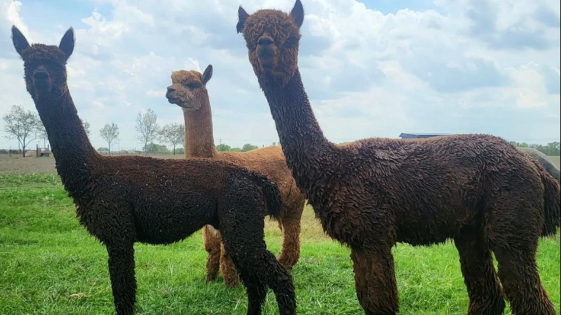 Black Barn Alpacas in Floresville, Texas lets you pet alpacas | wfaa.com