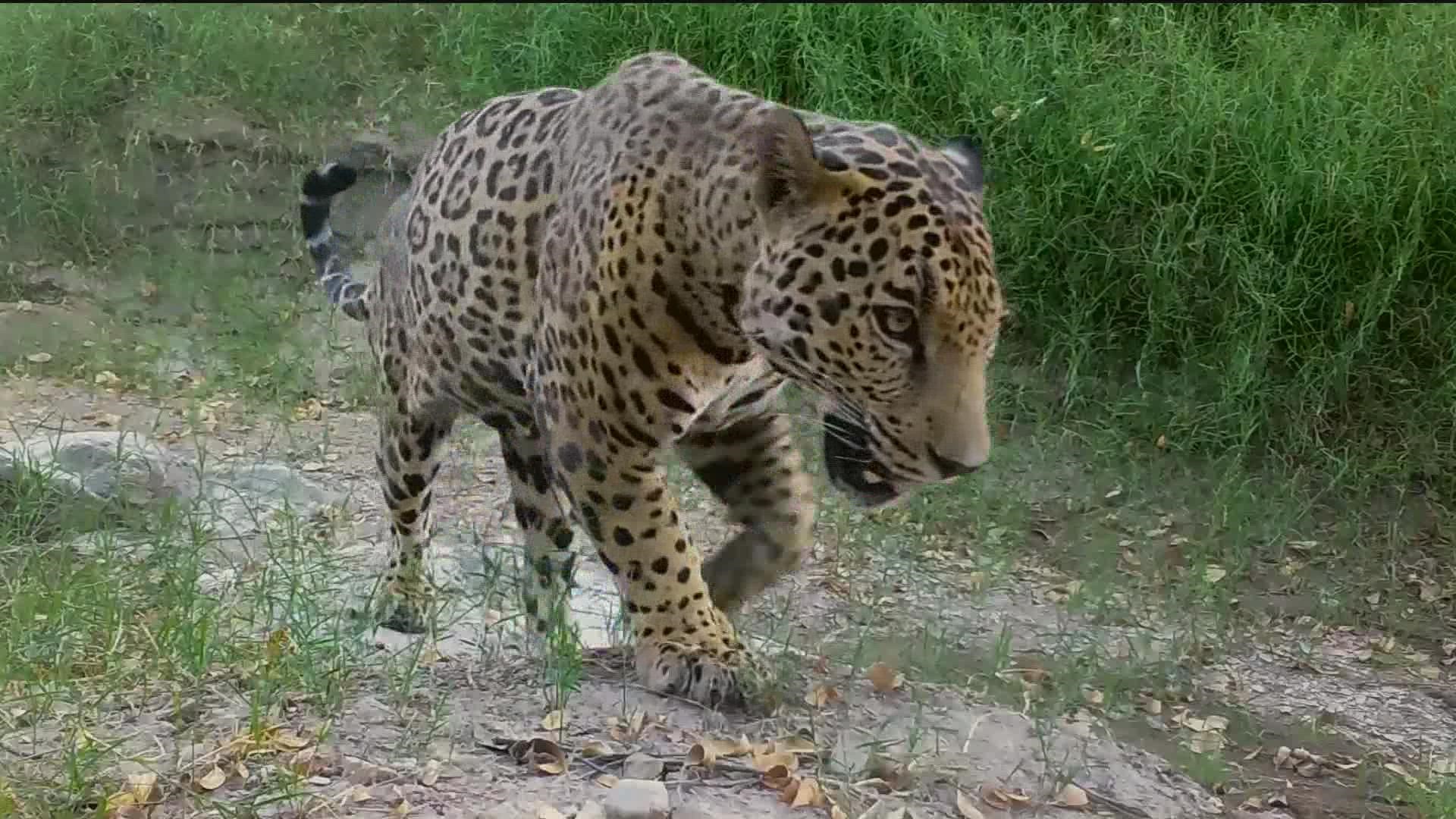 Jaguars are among other animals such as pumas, black bears, and beavers spotted at the southern border.