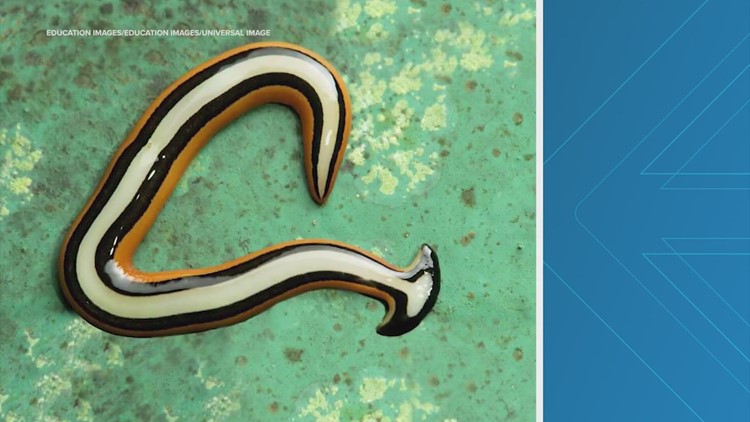 'Toxic' worms have been spotted in the Houston area. Here's how to deal with them