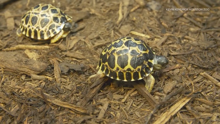 At 90, Mr. Pickles -- the oldest animal at the Houston Zoo -- is a father again