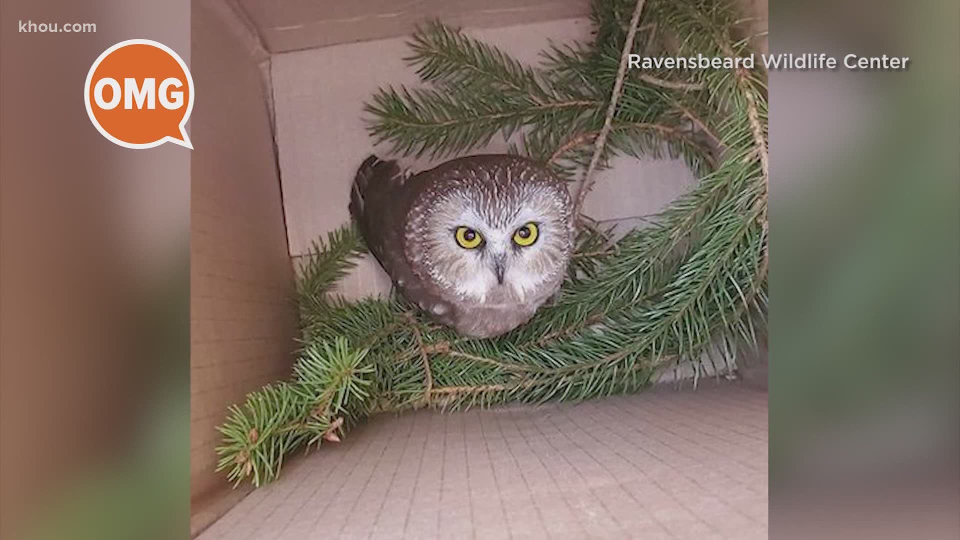 A baby owl was rescued from the Rockefeller Christmas tree. It survived the entire ride during transport without food and water.