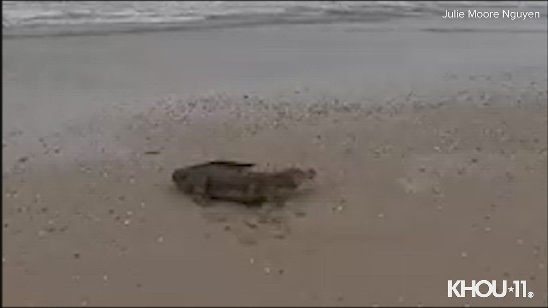 Julie Moore Nguyen shared this video of the gator she spotted on the Bolivar Peninsula beach. Experts say it's unusual to see gators in salt water but it can happen.
