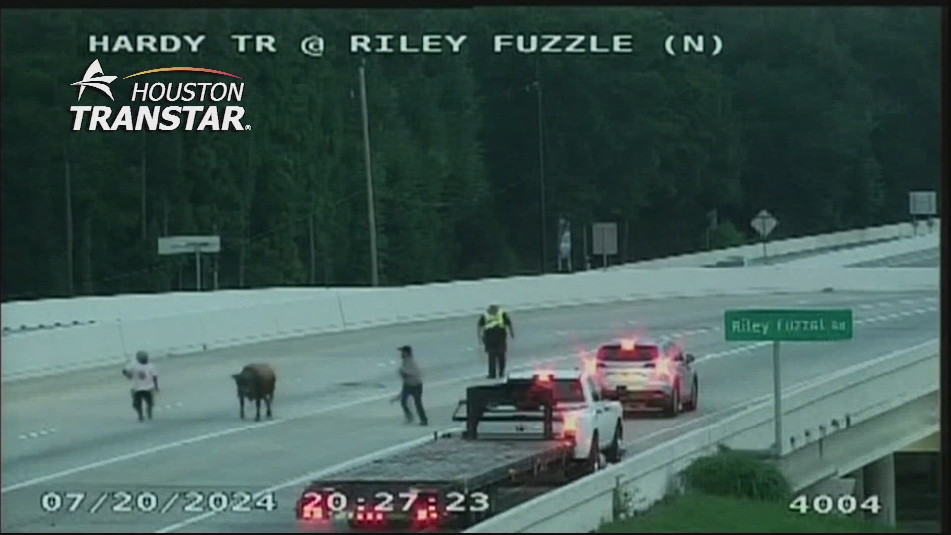 This was the scene Saturday on the Hardy Toll Road. A cow -- yes, a cow -- was running wild.